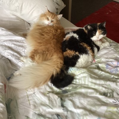 Selkirk Rex Shelby Winning showgirl!DOB 4/11/2017 was sharing life with my Uncle Clinton DOB 20/9/2015 May 30 2023 suddenly🌈 Freda Norwegian Forest, DOB 5/2/20