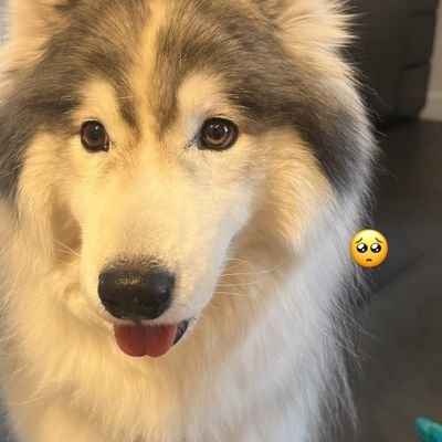 yusaran_lmsy's profile picture. LMSY-🐨🐰
Here there’s just an ordinary person and rarely updated posts.
😛🇹🇼-