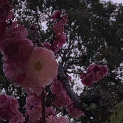 moemodaeu's profile picture. 