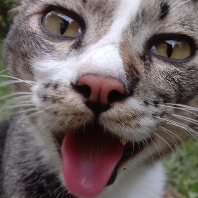 ZumZum17118's profile picture. 