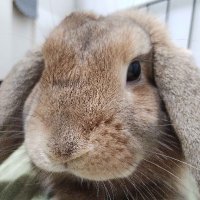 とんとん@VRC (@tonton_vr) Twitter profile photo