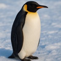ヨシタク🐧プレゼント企画 (@yoshitaku_3) 's Twitter Profile Photo ヨシタク🐧プレゼント企画 (@yoshitaku_3) 's Twitter Profile Photo