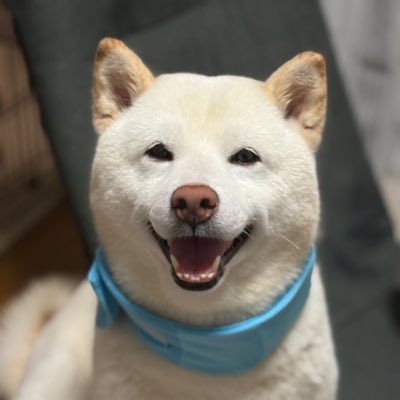 harukun0716's profile picture. ハル9歳です🐶以前のアカウントが乗っ取られてしまいました😭また宜しくお願い致します🤲