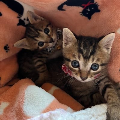 k_asuko85235's profile picture. 🇯🇵サラブレッド🐎大好き💕無言フォローごめんなさい 。大狩部牧場の生産馬を特に応援しています。岩手競馬のアイノヴァルキリー2歳とフォーエバートライ2歳の追っかけです🥰😘山(自然)を豊かにして野生動物を守り隊でもあります。保護猫3匹🐈移民反対派、嫌中国、嫌韓国、嫌共産党