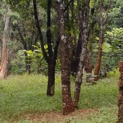 kenny254Nolan's profile picture. 