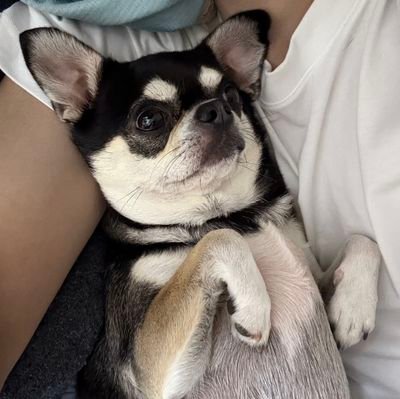 nemu20230727's profile picture. 🐕🎂2023.7.23
2歳、６．２キロの大きめチワワです。