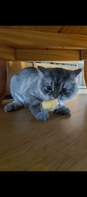 ニャンズ🐈大好き❤
自作和竿制作趣味でやって黒鯛釣りやってます🤗…宜しくお願い致します♪