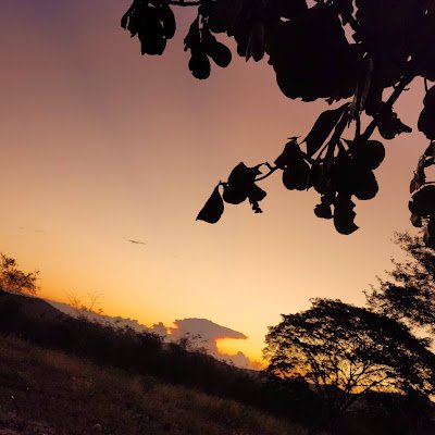 samuela530481's profile picture. 
