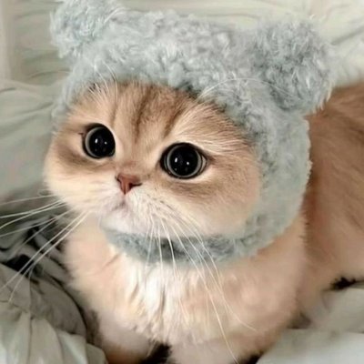 TintinKevo's profile picture. Medical Aesthetician 🧬|🇸🇬×🇯🇵
Yoga mornings, homemade juice, skincare nights🌿
🐶 Dog mama|☕ Coffee & books make my day
ちょっとだけ日本語話せます〜