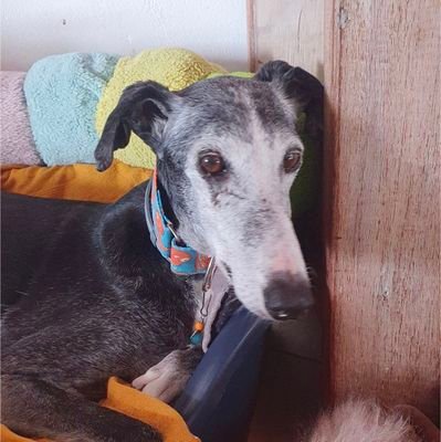 Me'm a rescueds Galga from Spain, now livings in mine furever home in France. Me lost mine 🐕🐕🌈💫🕊💔
#MismosPerrosMismaLey✊️#BanGreyhoundRacing 🚫