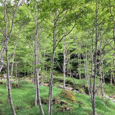 NlyoDGZfiP12687's profile picture. 