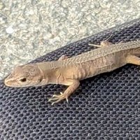 たこす (@wahhoiho_i) 's Twitter Profile