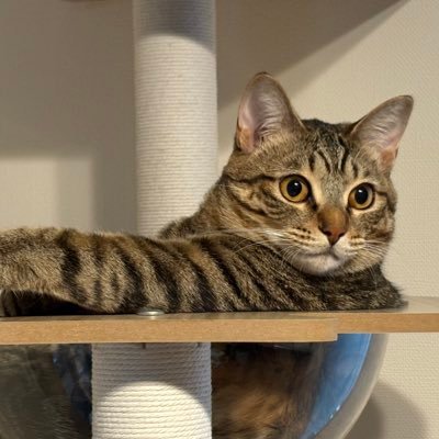 morokosi_20's profile picture. キジトラ姉妹の♀雛(ひな)ちゃんと♀郁(いく)ちゃんの日常をのんびり載せて行きます( *´꒳`*)