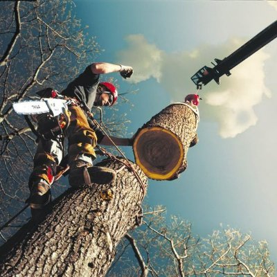 At Gordon W. Frazier Tree Service, we are dedicated to providing extraordinary service to each one of our customers.