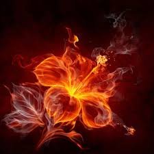 sinfeahan897747's profile picture. An Anthophile; In a world of fleeting moments, I seek the eternal grace of flowers, the vast horizons of travel, and the unwavering strength of feminist ideals.