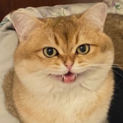 Skyfe24's profile picture. Mtg player🧙‍♂️
Mtg Finance 📈
Owner of Peppo the Orange cat 😼