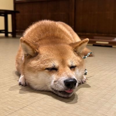 ikarugaさんのプロフィール画像