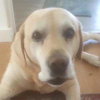 Mel Da Silva (@dasilvawrites) 's Twitter Profile Photo Mel Da Silva (@dasilvawrites) 's Twitter Profile Photo