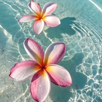 MKS.Z 🌺 (@lvdloca_ks) 's Twitter Profile