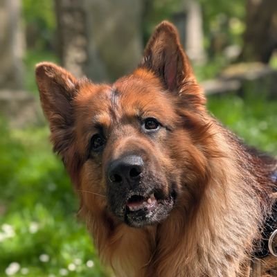 Grimnomancer's profile picture. Wordsmithing.