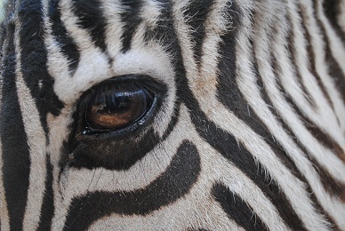 ZebraWhisperer's profile picture. I train zebras, horses, and camels, am a Director of Hearts & Hands Animal Rescues, and help people with their health