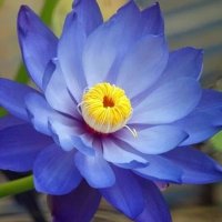 PushpaChaturvedi (@pushpachatur5) 's Twitter Profile Photo
