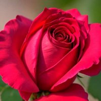 F L O W E R S 🌷🌹 (@flowers6260) 's Twitter Profile Photo