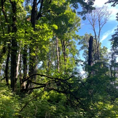 crunchieoranges's profile picture. i love you :D