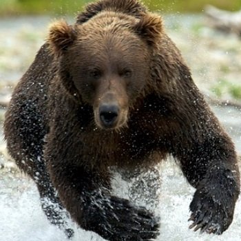 TheChargingBear's profile picture. Breaking Market News