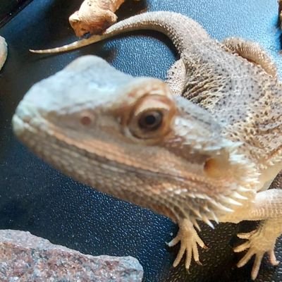 clown_edu's profile picture. 