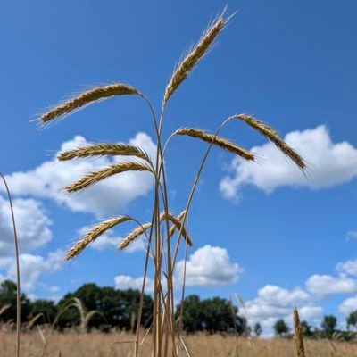 maikeb78's profile picture. #Vilsteren  @Julianadorp @schuimkoppen1 #gezelligheid #I❤zee #begeleiderbijzonderemensen #eigenkwaliteiten