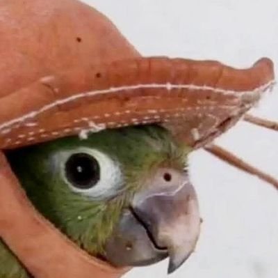 NormalThingz's profile picture. 〰️〰️🏴‍☠️🍟🦜