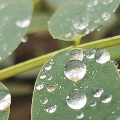 HFS8771's profile picture. م