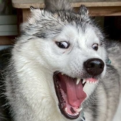 うちの愛犬、ロアの毎日をゆるっと発信中! 令和6年8月27日生まれのシベリアン・ハスキ 一、男の子です。
ちょっと天然、すごく甘えん坊、たまに変な寝 相で爆睡します。
イケワンっぽいけど、中身はぬいぐるみです。
毎日が初めてだらけの子犬生活。
ロアを通して動物とそれを愛する人と繋がれたらいいなと思ってます!