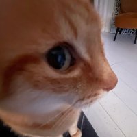 Kainn_ (@lazzarus_xan) 's Twitter Profile