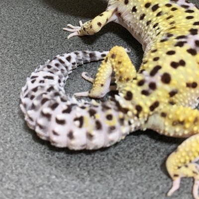 tsukimiya00's profile picture. 競馬/爬虫類/うたプリ/シャチ/日常/教育番組 数年ぶりにうたプリ出戻り、タブナイで日々脳を焼かれているアカウント。 たまに絵を描くとか描かないとか。 日常@00tsukishiro00