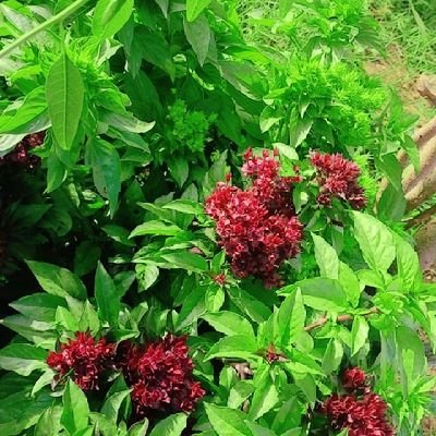 almalky_yd39522's profile picture. هوس مايا