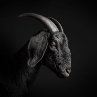 Black (@timi_mide) 's Twitter Profile