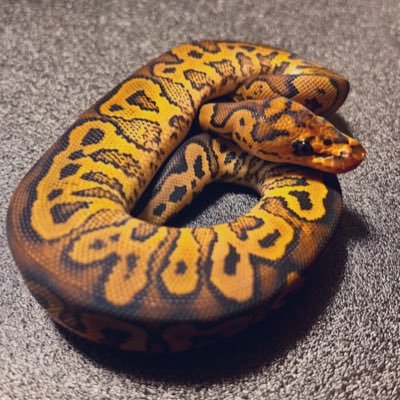 EnaReprabbi's profile picture.