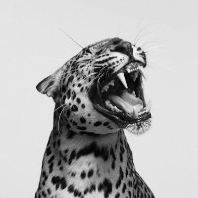 adriannafawnn's profile picture. currently tapping a beat on a windowsill or something...