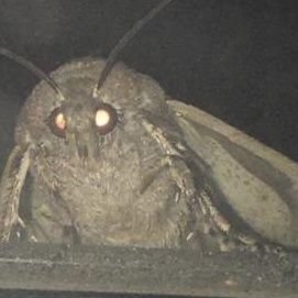 MothFiona's profile picture. 