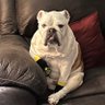 HarleyBulldog12's profile picture. Harley 8/11/12-5/1/24. Loved bones, snacks, naps, Mom & Dad. Zeke “El Panzón” born 12/12/23 in TX. Kash “Money” born 12/8/23 in CO. Rocco born 4/6/22 in OK.