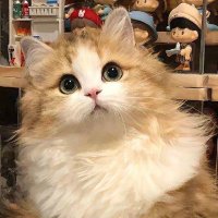 れいな💖 (@daisy_cxh) 's Twitter Profile