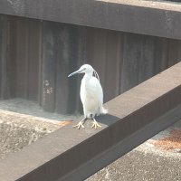 人間不信 (@pgyfwefafshs) 's Twitter Profile Photo