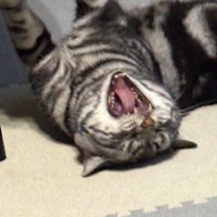 Y👽🐈⬛ (@4s3ylzphv532594) 's Twitter Profile