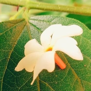 needduniya_'s profile picture. 🌸