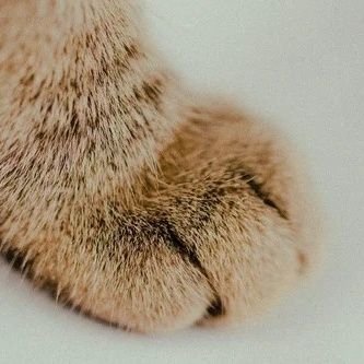 QkOrec1U9m5139's profile picture. 猫が癒し/会社員も主婦も副業で人生を豊かに✨ | 適応障害になり働き方を変えた！ 継続は力なり | ブログ/物販/投資/アフィリエイト/AI/そしてXを頑張る人を応援、私自身もチャレンジ中！