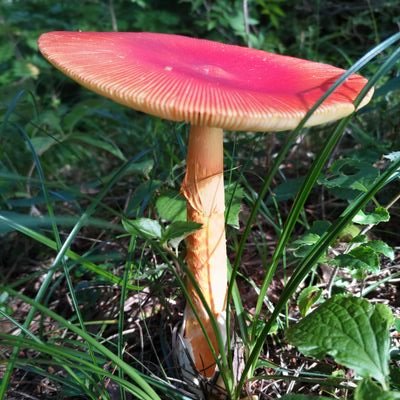 unimunikaputequ's profile picture. 勉強嫌いど真ん中であり浪費系エンタメ大好きキッズな我が子に頼むから何とかタウマゼインしてほしい教育沼親の私がTL上の美しいもの・素敵な考え方・感銘を受けた作品を称賛したり真の素人意見を記すだけの場です。フォロバ等のお気遣いは不要ですよ。