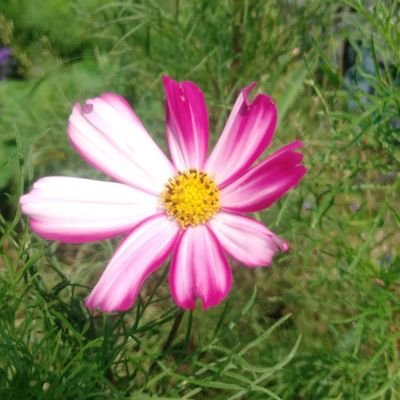 cW3veUNlsU59546's profile picture. 変わったお花/家庭菜園好き/