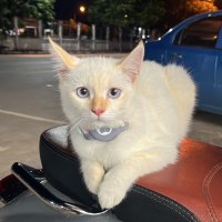 มัจสะน้ำผึ้งมะนาว (@cramkub02) 's Twitter Profile